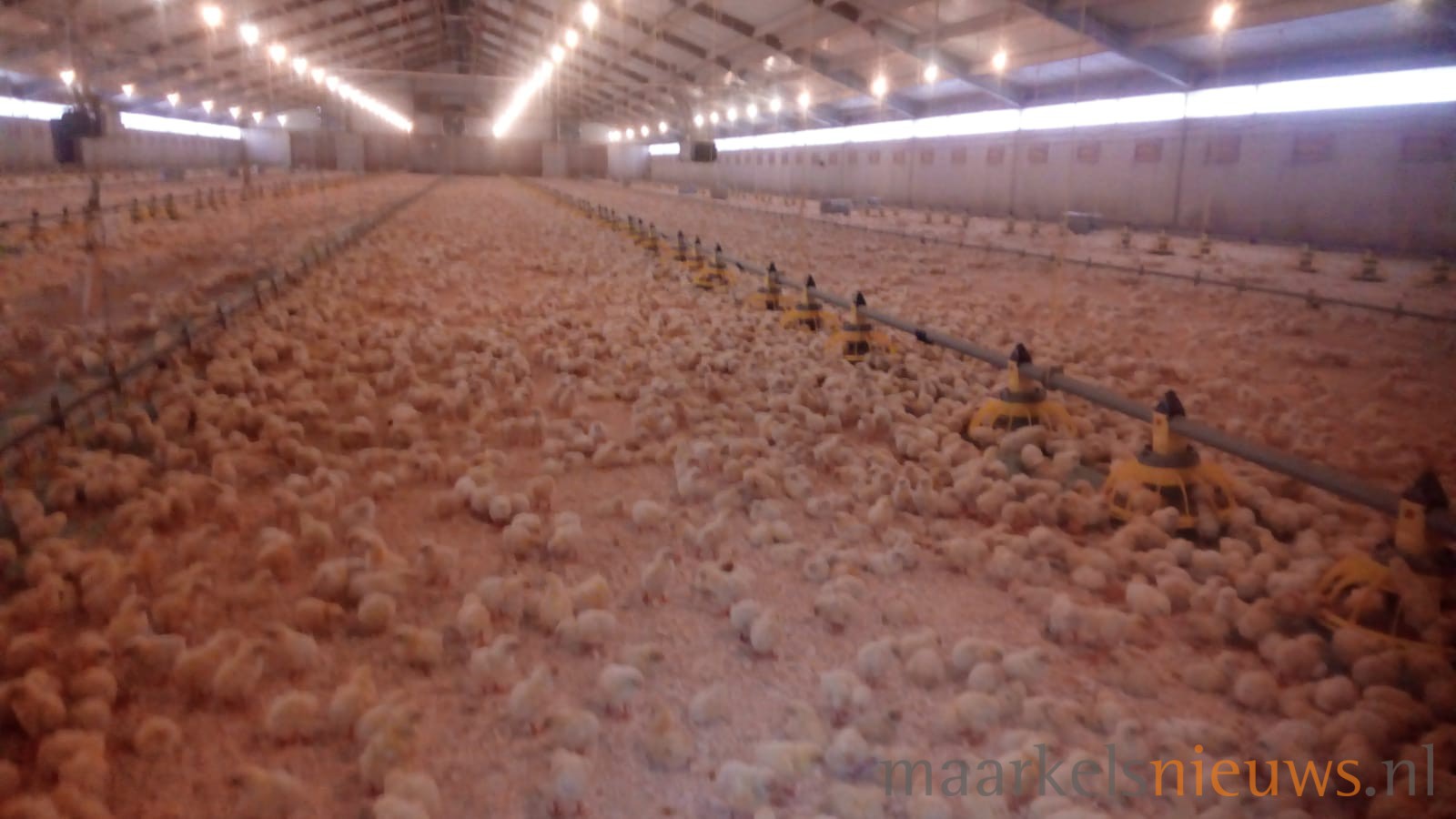 Vervoersverbod door vogelgriep Bentelo (UPDATE)