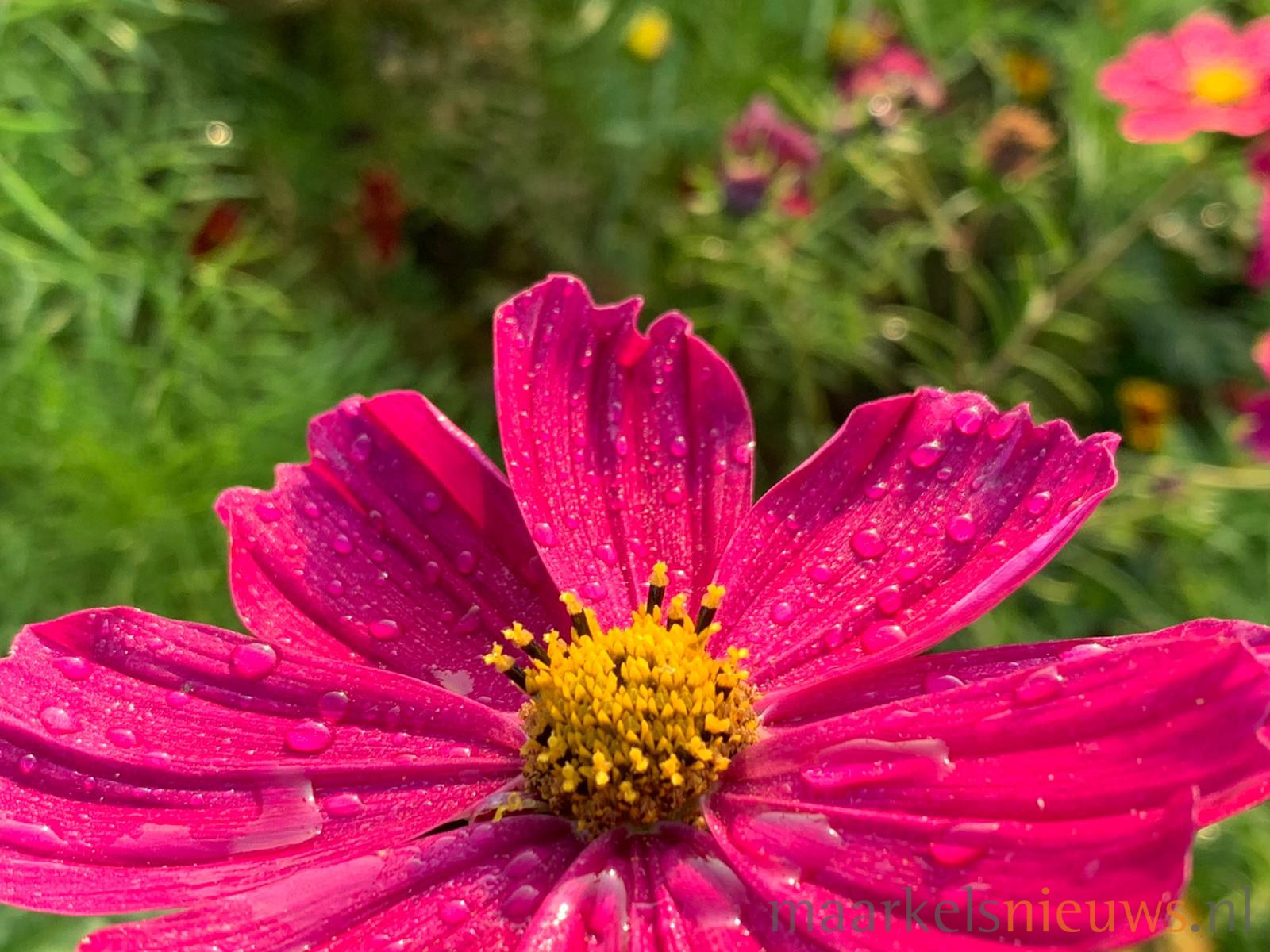 Paardensportverenigingen en Welkoop Markelo bundelen krachten