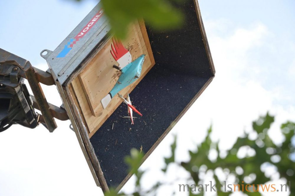 Vogelschieten: traditie en strijd om de koningstitel 2025
