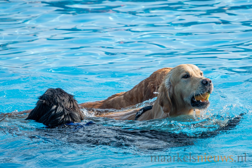 17e editie Doggy Plons bij zwembad De Vijf Heuvels