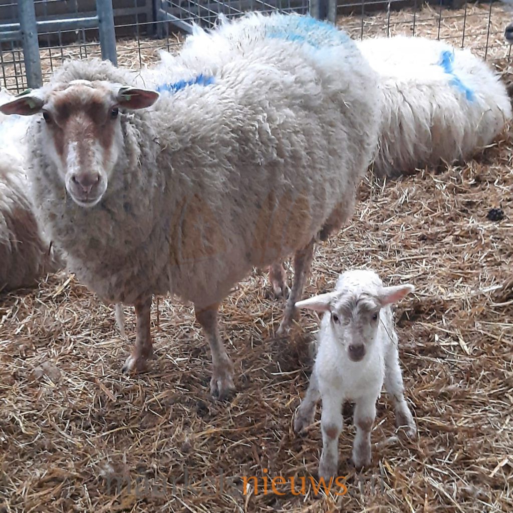 Lammetjesdag op de Borkeld bij schaapskooi