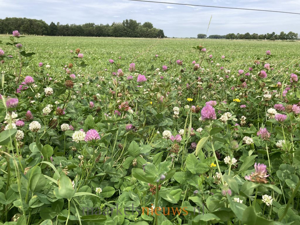 Workshop maaien met de zeis in Markelo