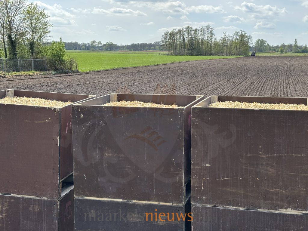 Gemeente kiest voor streng tijdelijk verbod op nieuwe lelieteelt