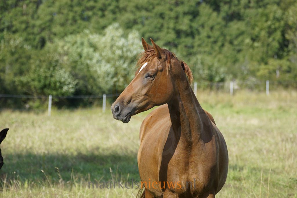 Markeloër Mathijn Wevers debuteert sterk op WK Tweespannen
