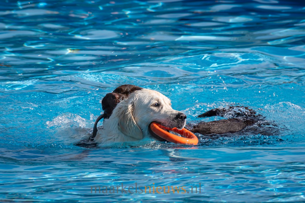 Viervoeters sluiten buitenseizoen spetterend af