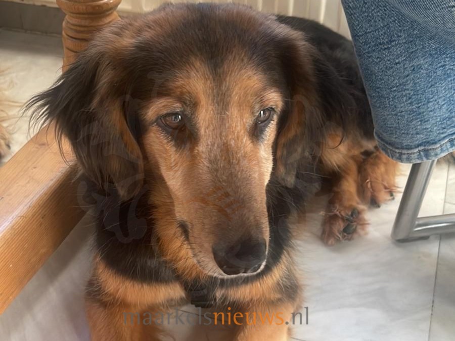 Hond Astrid vermist sinds vanmiddag: laatst gezien in Stokkum