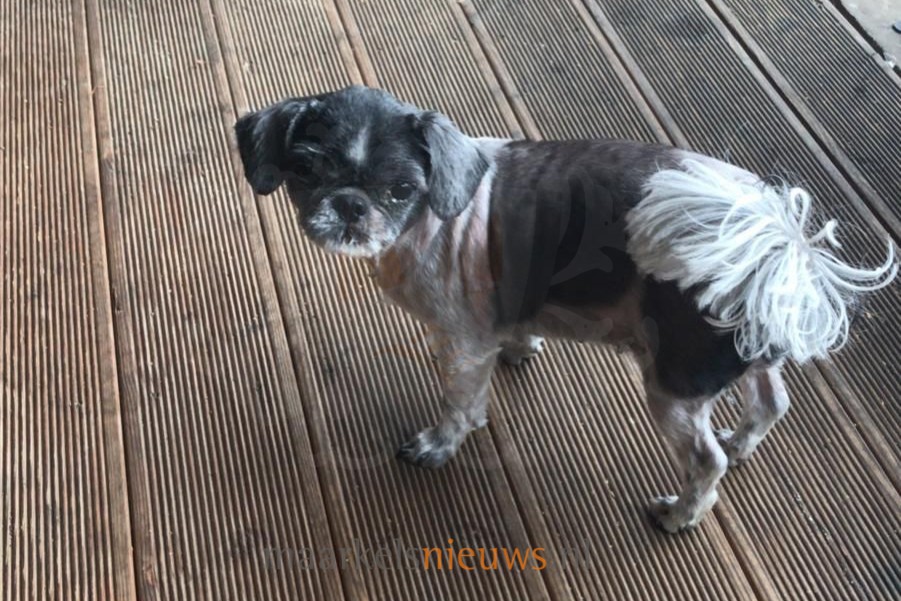 Shih Tzu Eddy vermist vanaf de Rijssenseweg