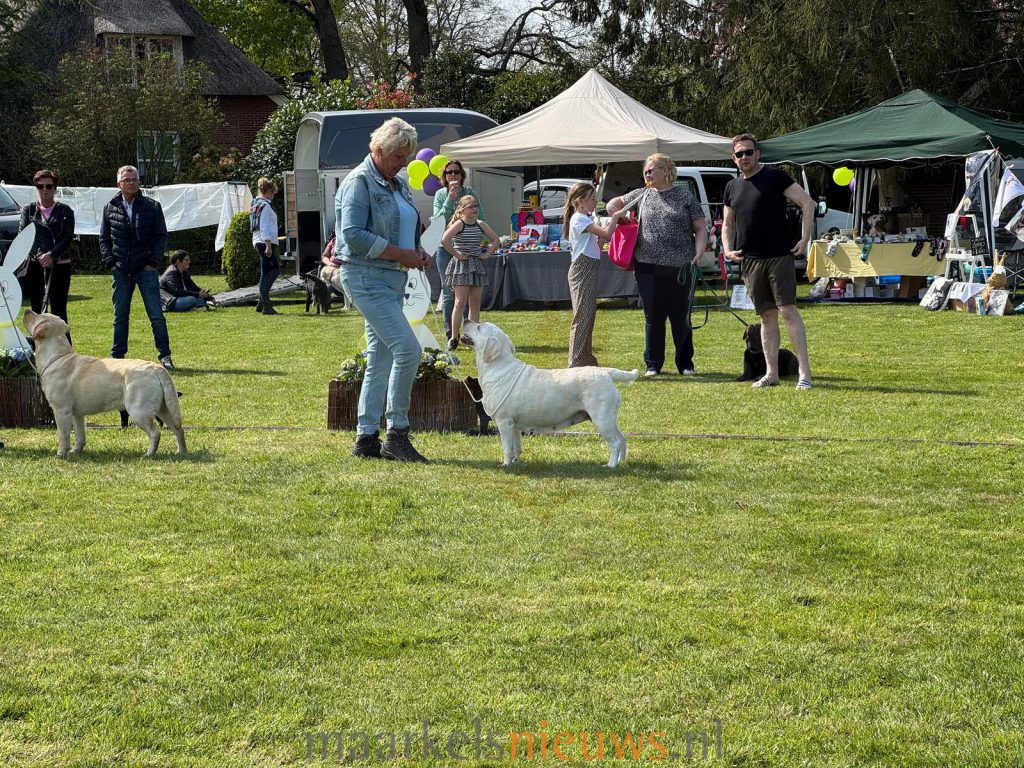 Paasclubshow met 70 labradors in Markelo