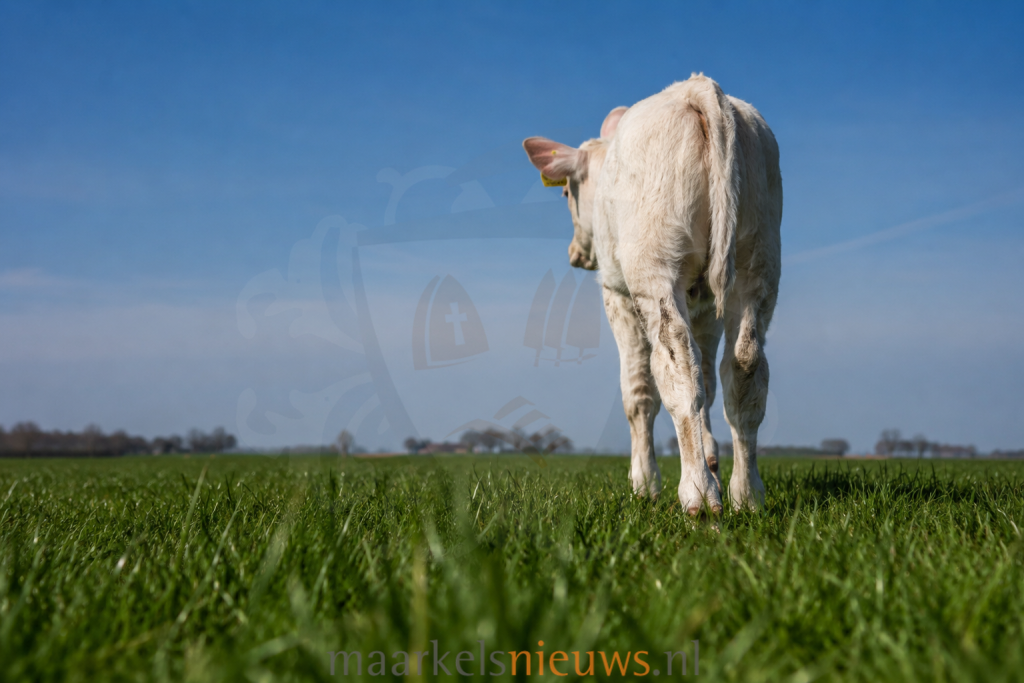 Kalf losgebroken Markelosebroek (UPDATE)